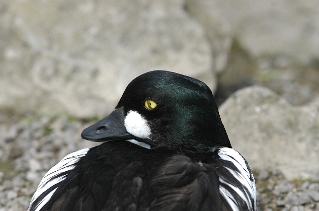 goldeneye, goldeneye ducks-2.jpg - GOLDENEYE - GLOUCESTER - 2007